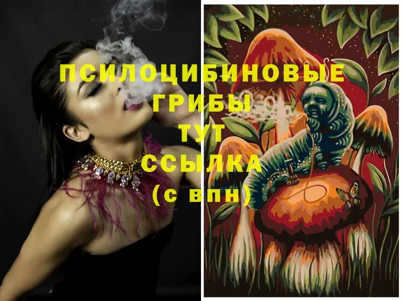 Галлюциногенные грибы Psilocybine cubensis  что такое   Белёв 